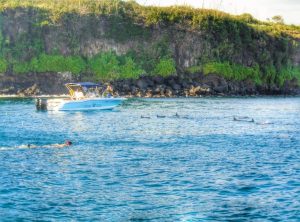 A Review Of Swimming With The Dolphins In MauritiusBonjour Mauritius